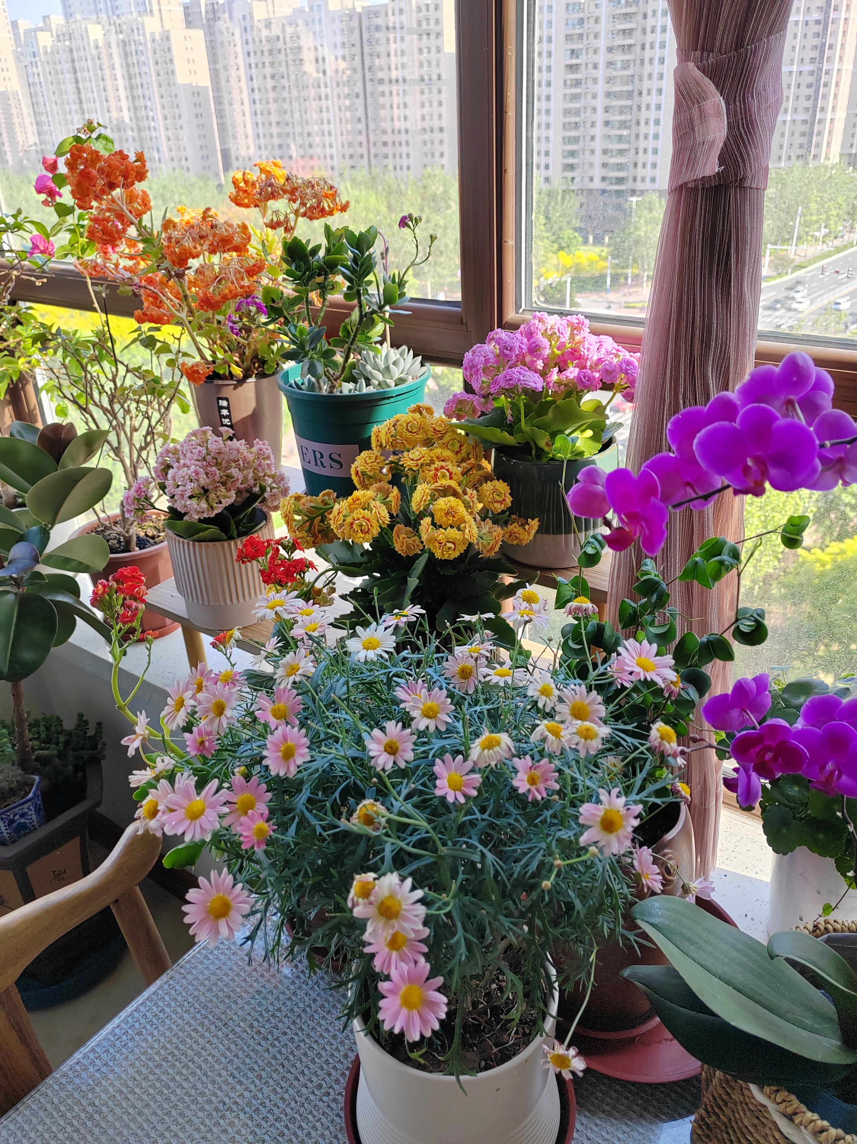 新手养花在店里买好还是网上买好,新手养花入门花种网购