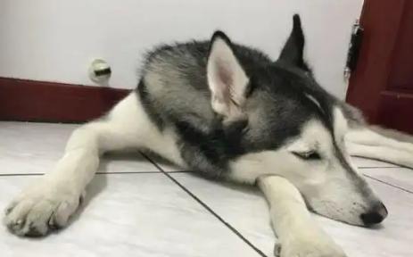 子宫蓄脓手术对狗狗以后的影响,子宫蓄脓手术后会复发吗