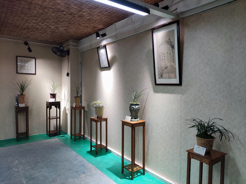 “金陵兰汇”兰花馆于江宁湖东29盛大开业,香飘四溢