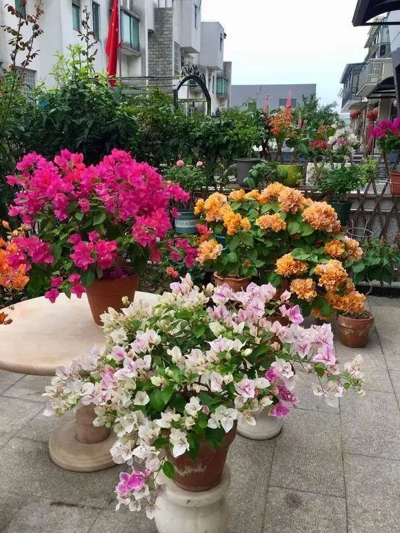 30种适合懒人养的花三角梅耐寒吗,三角梅养花技巧及知识大全详解