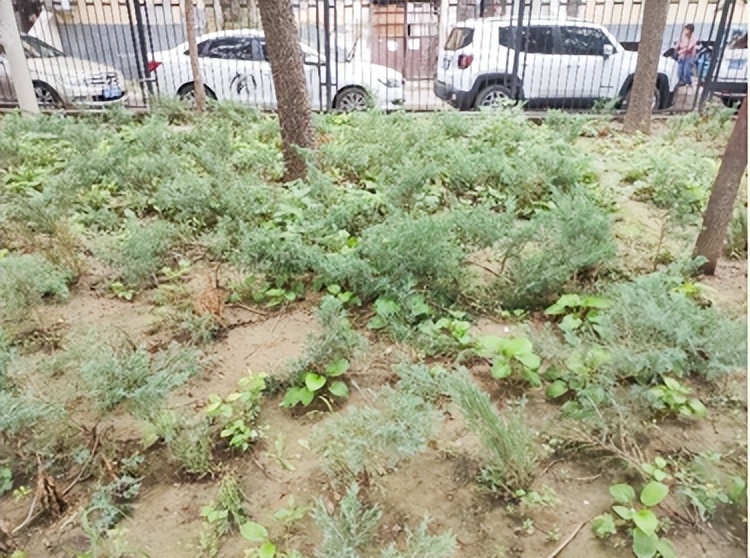 「疏整促」剧透！朝阳区这三个小微空间即将“换装”