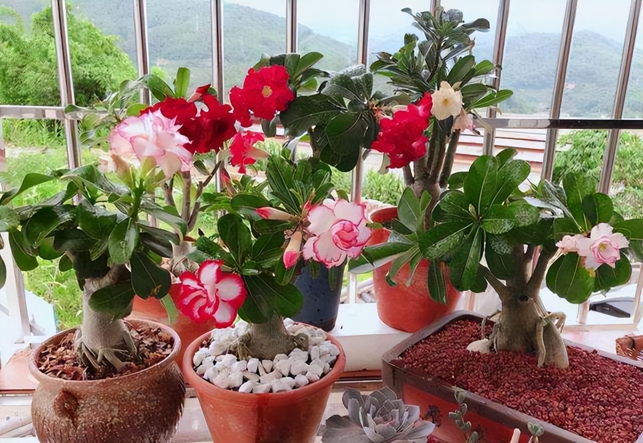 家养3种富贵花福气好运挡不住,七种富贵花图片