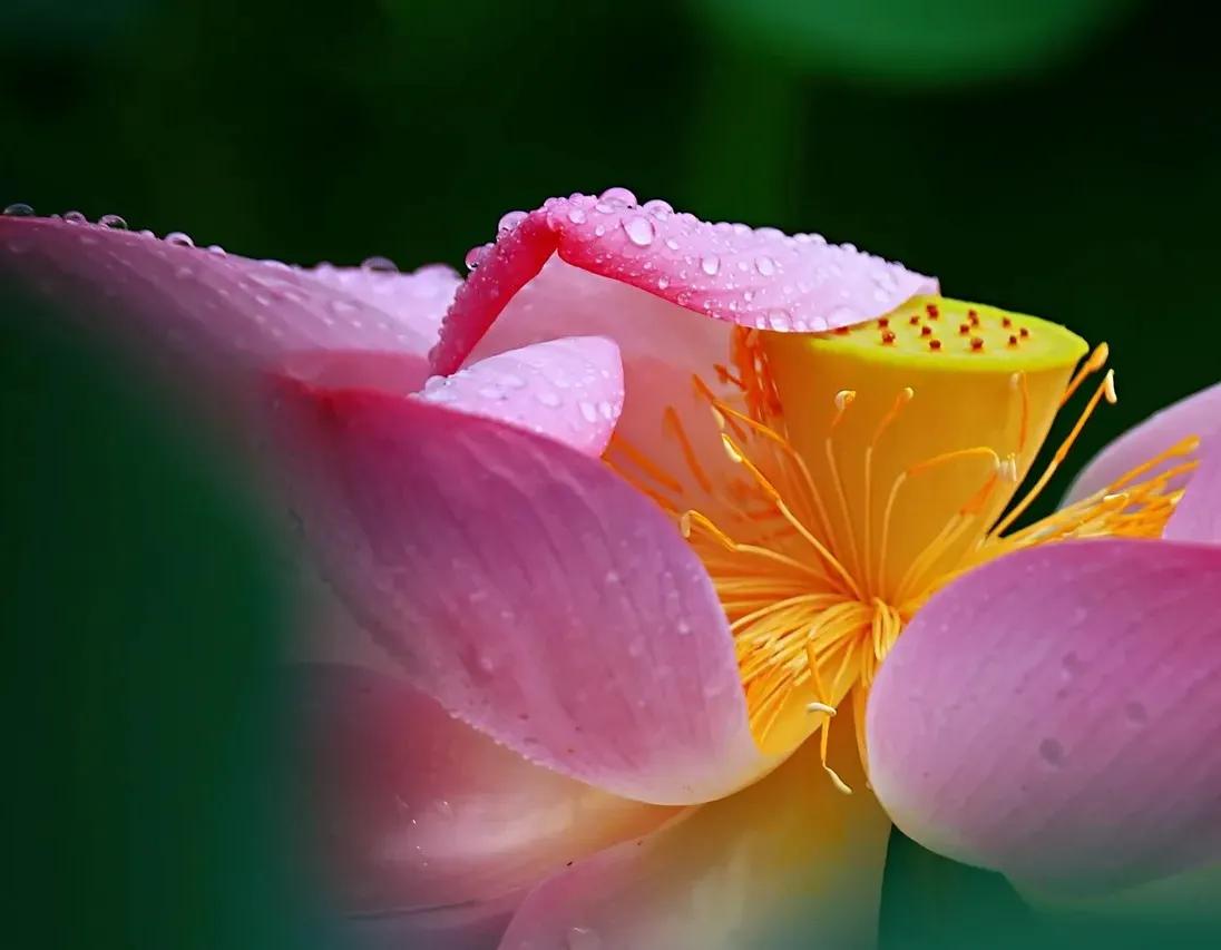 写荷花最经典的古诗词,古诗词中荷花的意象