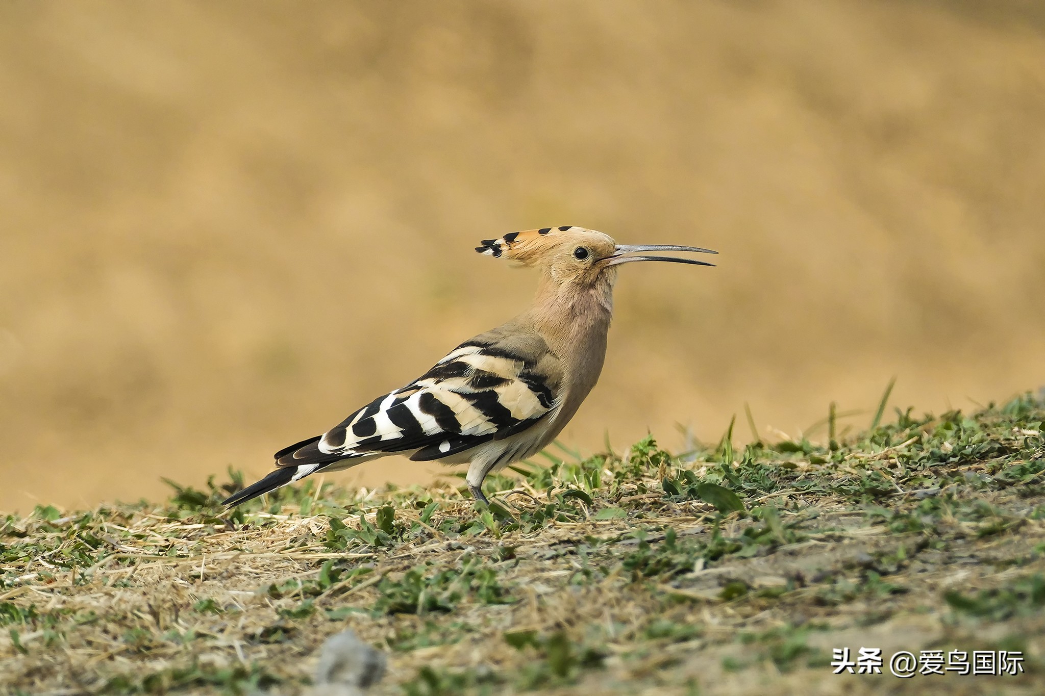 富士xh2s必备镜头,富士x-h2s配人像镜头