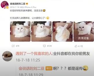 猫界顶流刘二豆,喵界顶流二豆