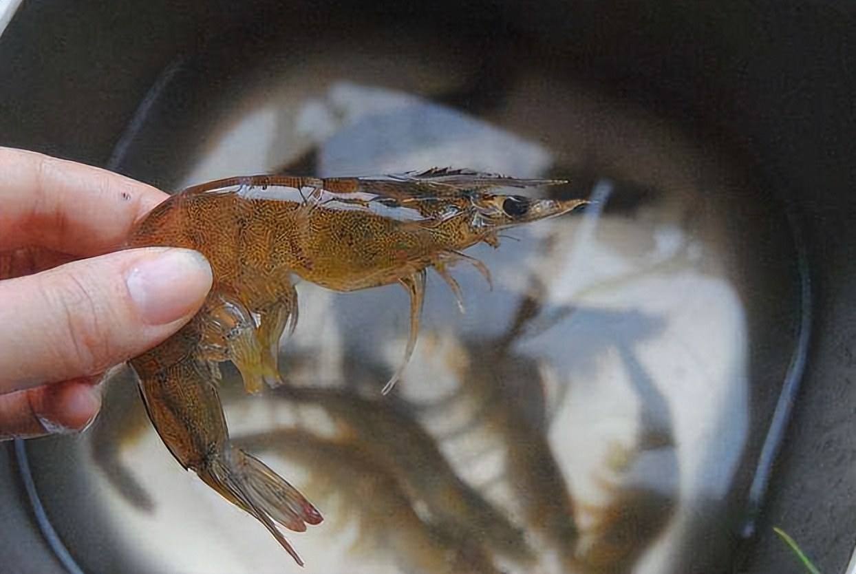 虾背上的黑线到底能不能吃,虾后面的黑线可以吃吗