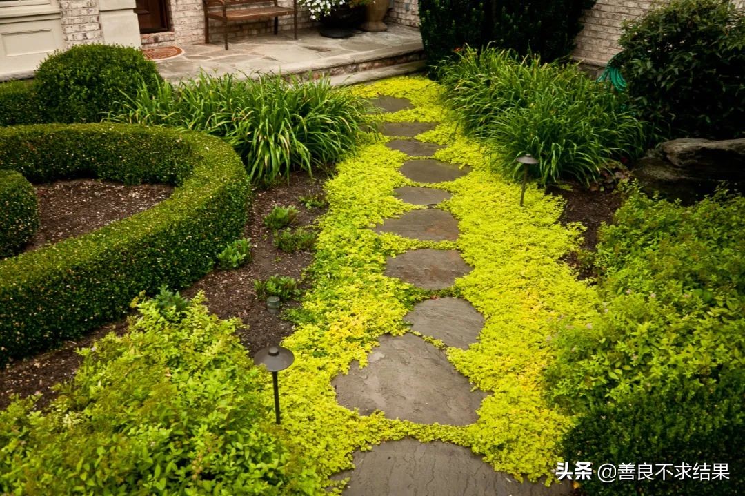 好看的地被植物,超实用的地被植物干货值得收藏