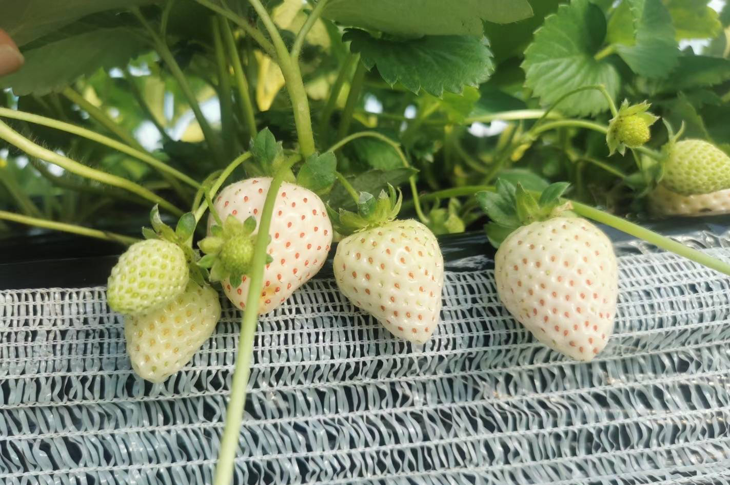 阳台草莓种植方法全过程 (阳台种植盆栽草莓如何人工授粉)