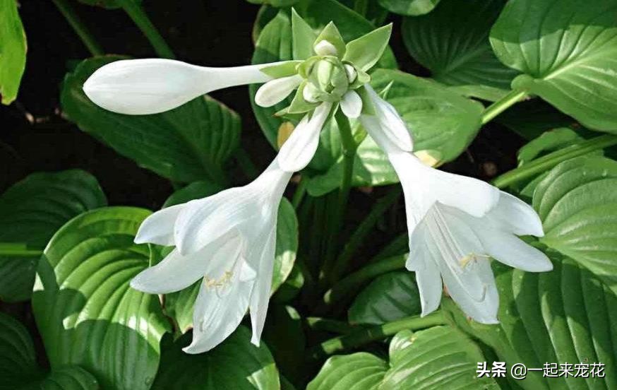 什么花不用晒太阳在家里可以养,家里养什么花不用晒太阳好养