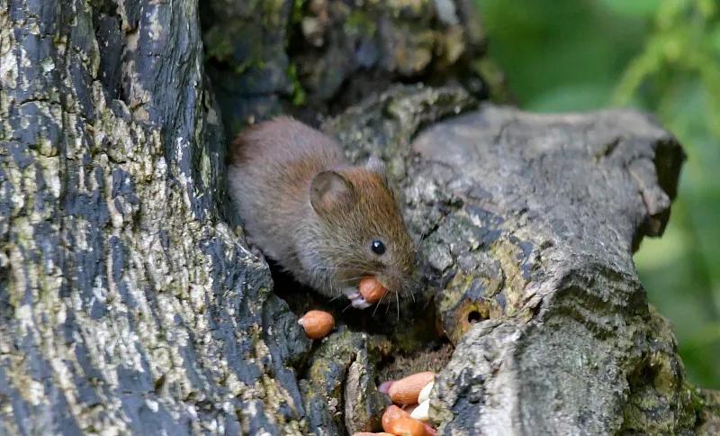 什么宠物对纯素食者最好,好养且可以食用的宠物有哪些
