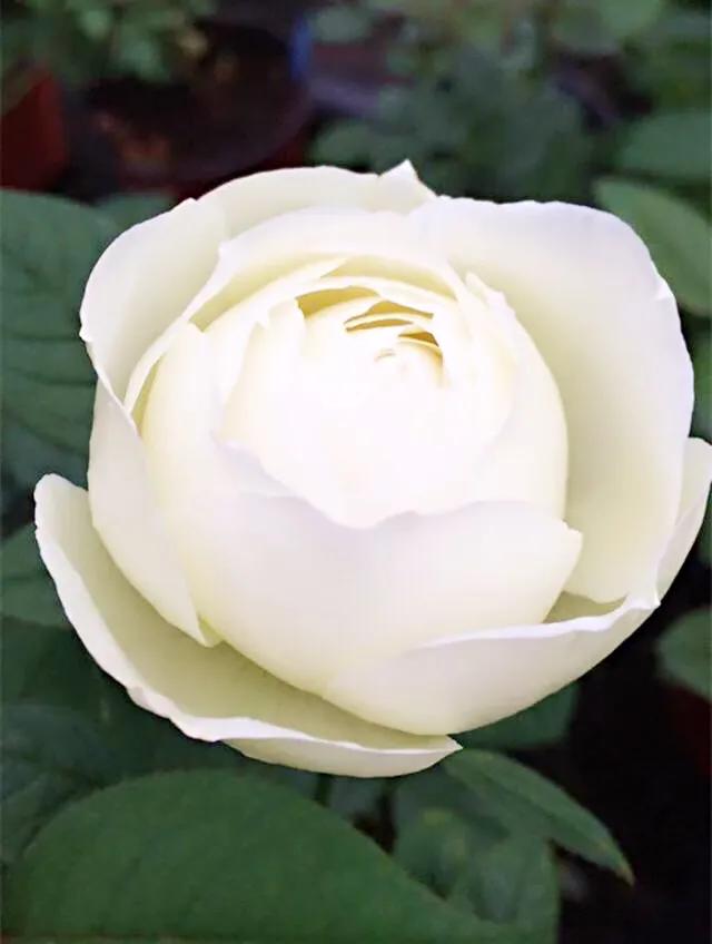 白花月季汇粹：白雪公主、藤冰山、婚礼之路、波莱罗、加百列