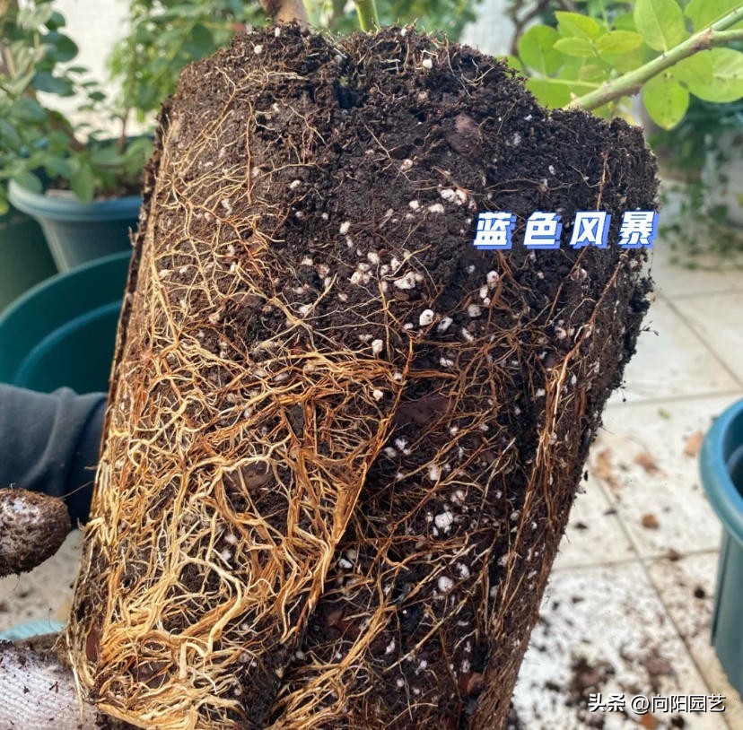 泥炭土适宜养殖生桩吗,泥炭土哪个型号适合种花