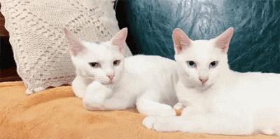 猫中二哈还真的与众不同,网友称为猫中二哈指的是什么猫