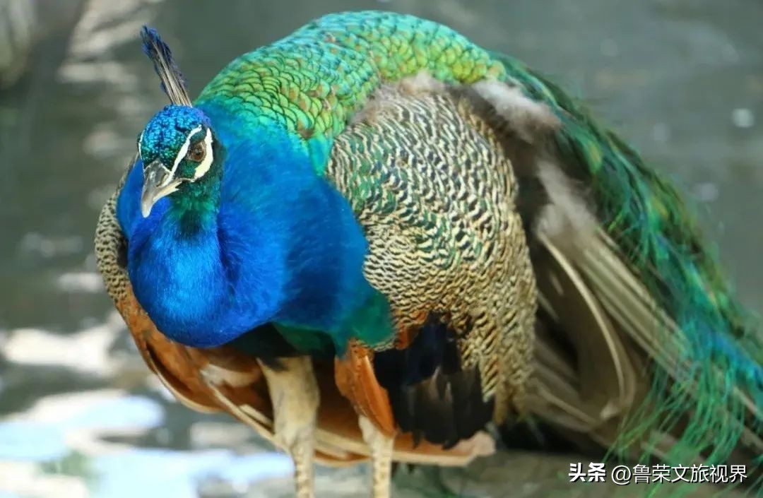 西安坐地铁旅游全攻略,西安半日游地铁