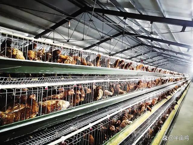 土鸡独特之处,土鸡的认识方法和技巧