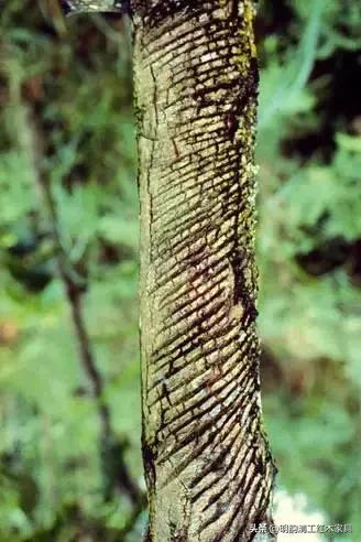 生漆工艺的好处,生漆工艺和油漆工艺的区别