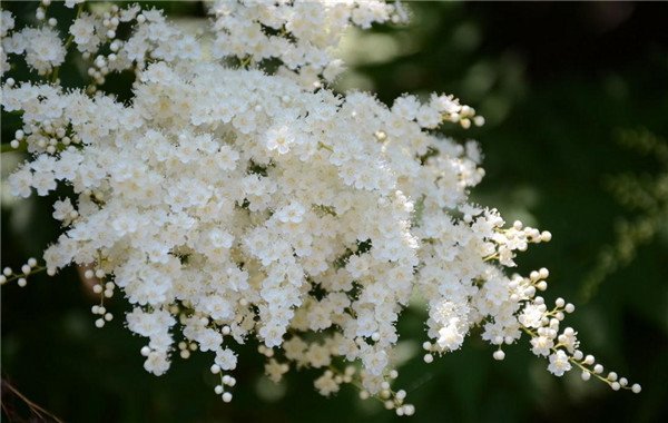 适合北方的花卉珍珠梅,珍珠梅的开花图片大全