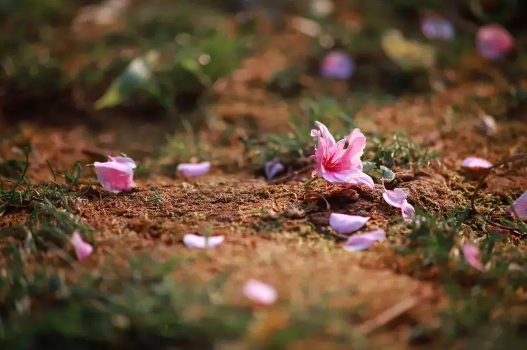 十首最经典的七言绝句,最出名的七绝句八句