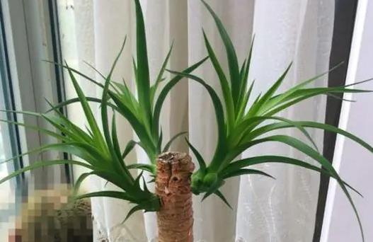 现代风好养的绿植搭配,好养简约风家里绿植