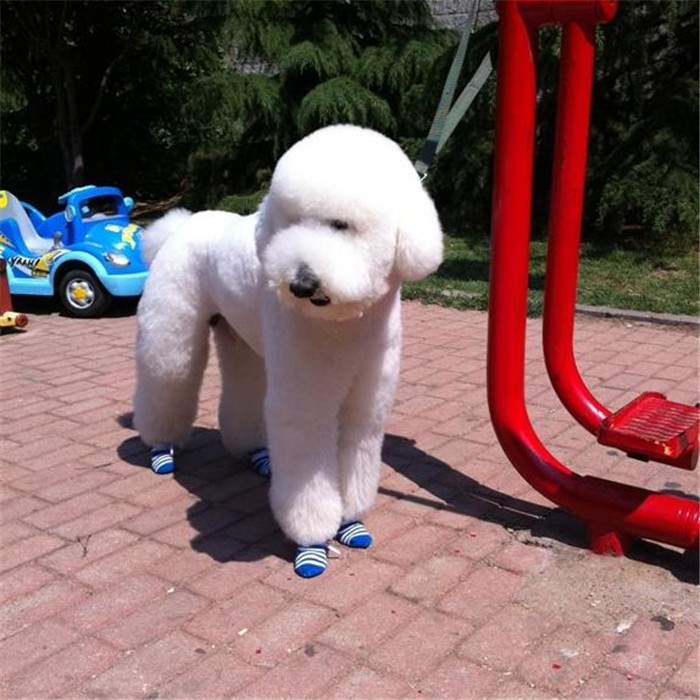 巨型贵宾饲养技巧,怎样饲养贵宾狗