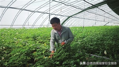 植保专家王连刚：用情怀守护希望的田野