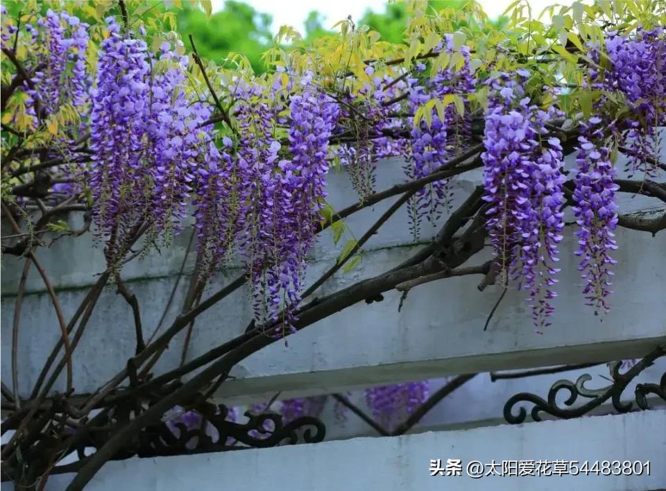 5种树寓意“吉祥富贵”，院子里种一棵，旺人旺家，过来人的经验