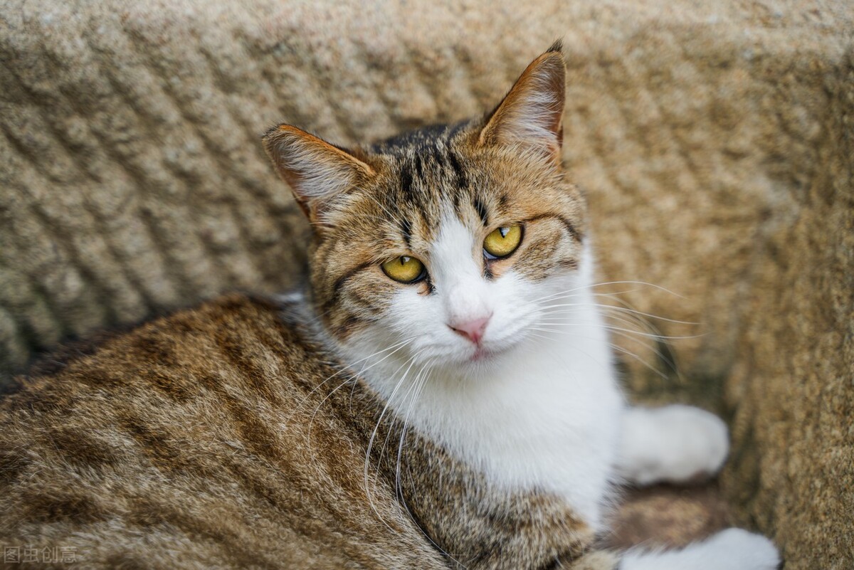 中华田园猫黑猫和孟买猫怎么区分,中华田园猫12个品种图哪个最好养