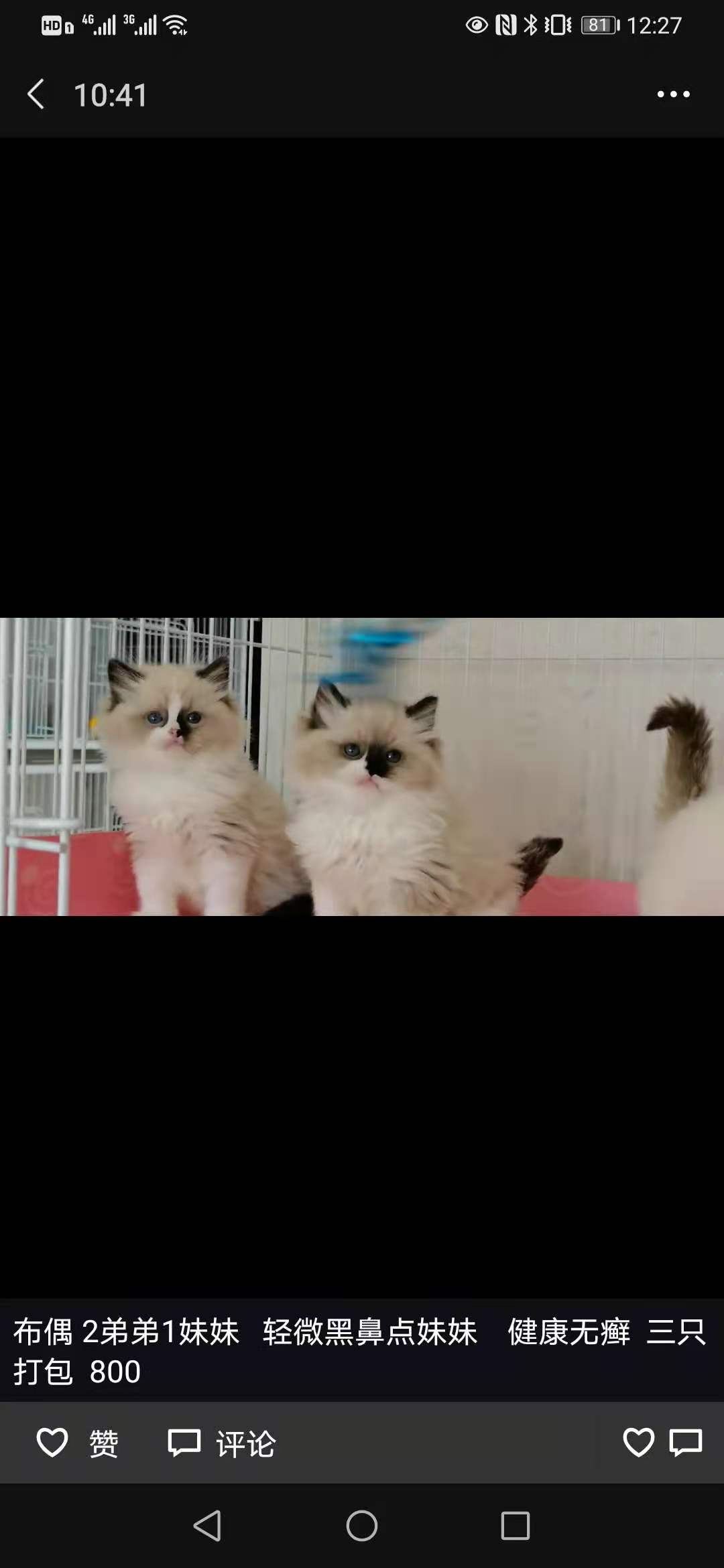 布偶猫什么是蓝双什么是海双,布偶猫种类英文