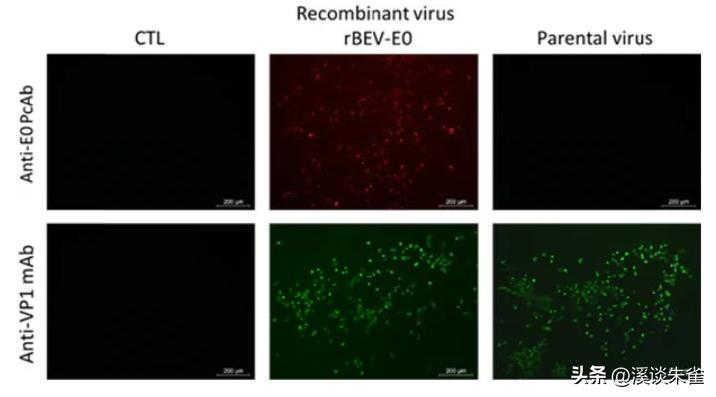 牛流行性腹泻疫苗免疫结果,肠道病毒疫苗终身受益吗
