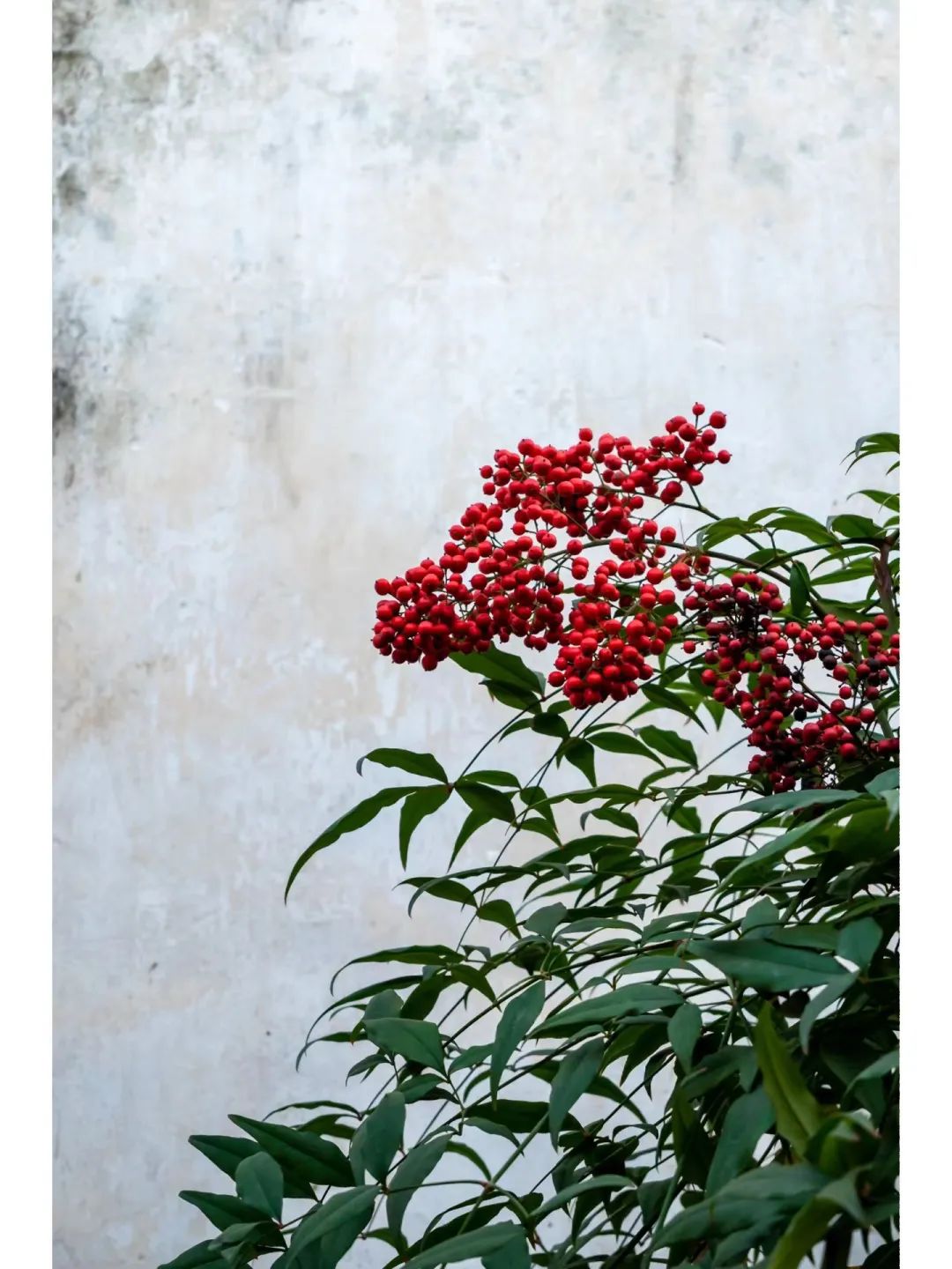 常见有毒水果千万别吃,哪些水果有毒不适合小孩吃