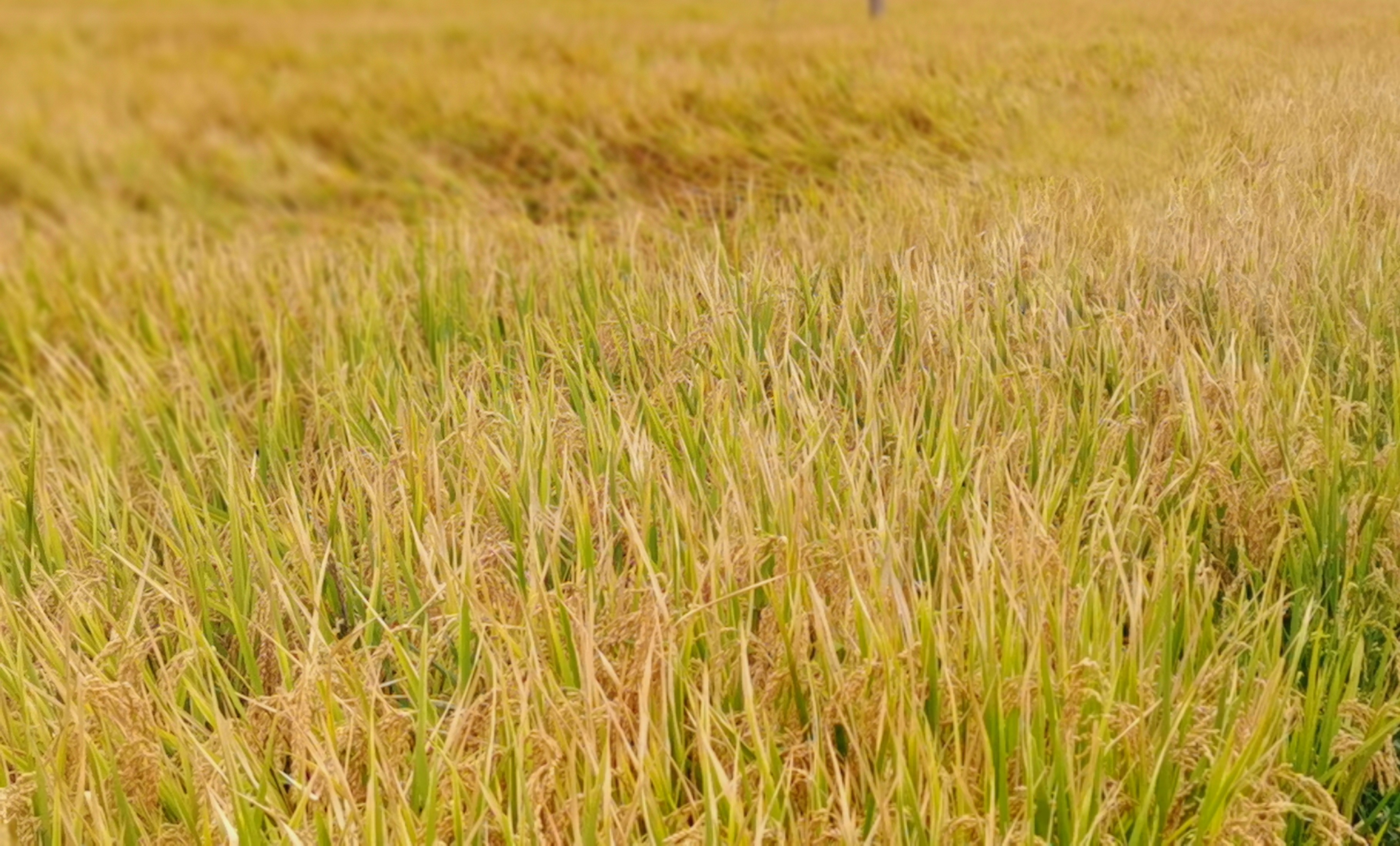 青春岁月知青往事,农村知青青春往事