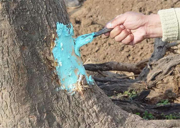 果树受伤修复,果树刀伤怎么处理