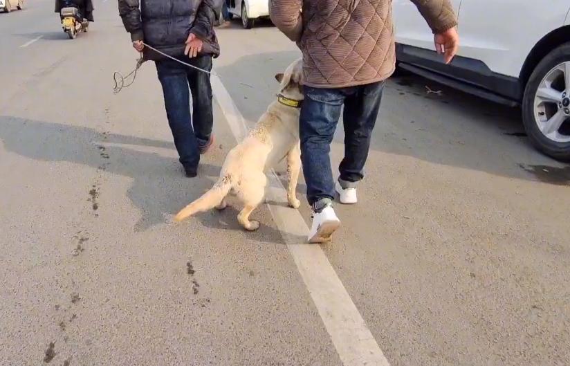 家养拉布拉多便宜出售,拉布拉多闹市跪求狗贩子