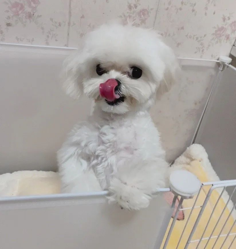 宠物医生狗狗感冒发烧,狗有一只眼睛发炎红肿用什么药