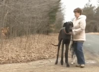 世界最大的狗要多少钱一只,世界上最大的狗狗排行榜第一名