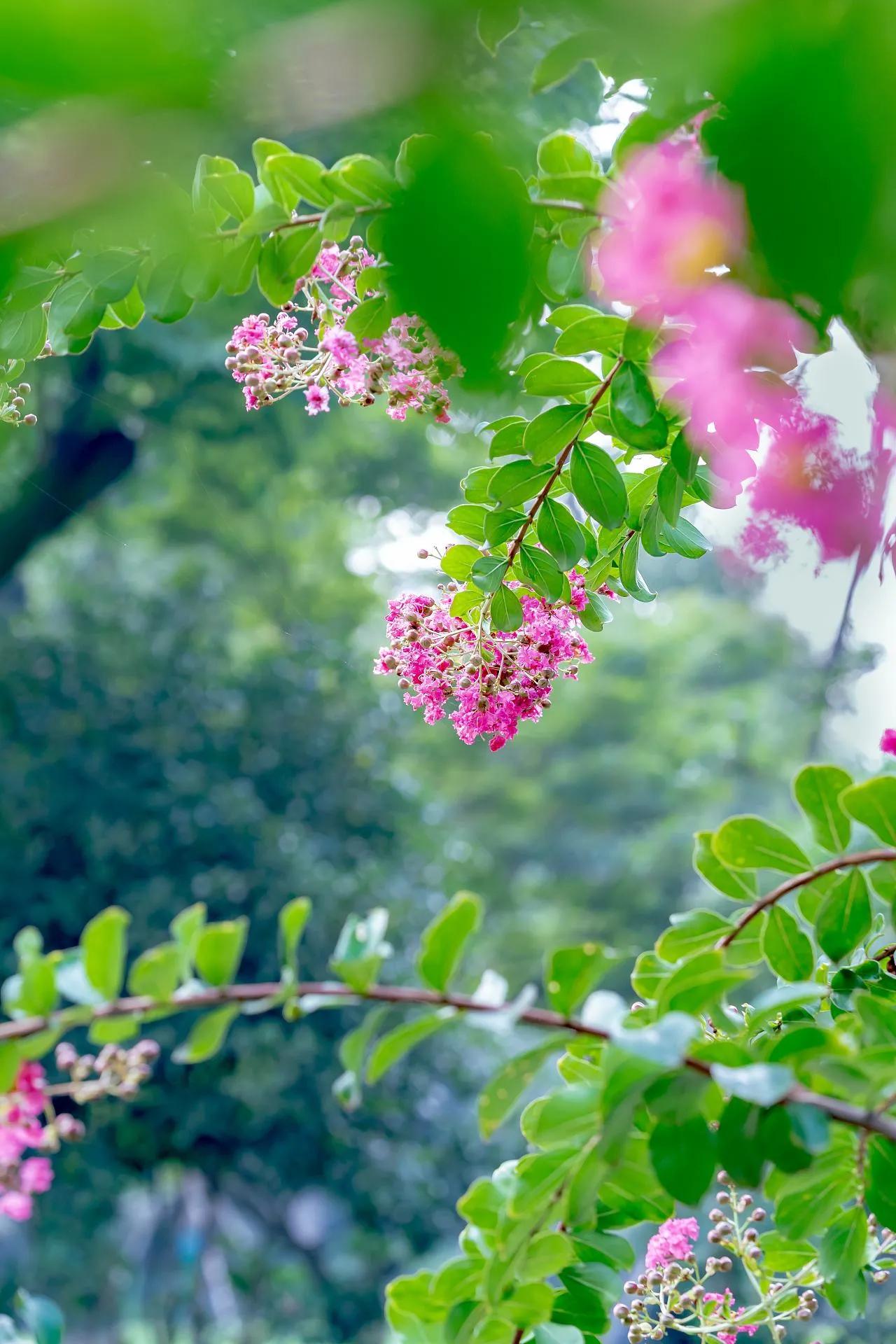 紫薇花壁纸高清全屏,唯美紫壁纸