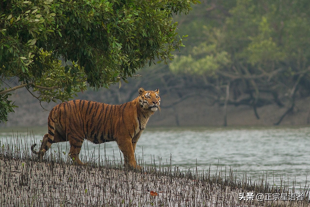 全球老虎数量增加,全球虎还剩多少