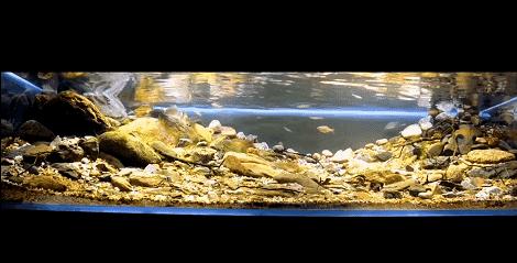 在卧室造一片弱肉强食的危险雨林，会打雷还真的会下雨