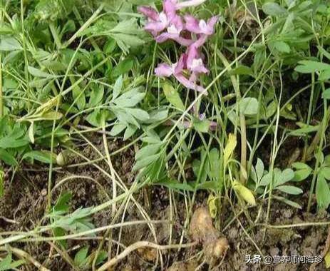 叶子像绿色的蝴蝶,叶子像蝴蝶的寓意