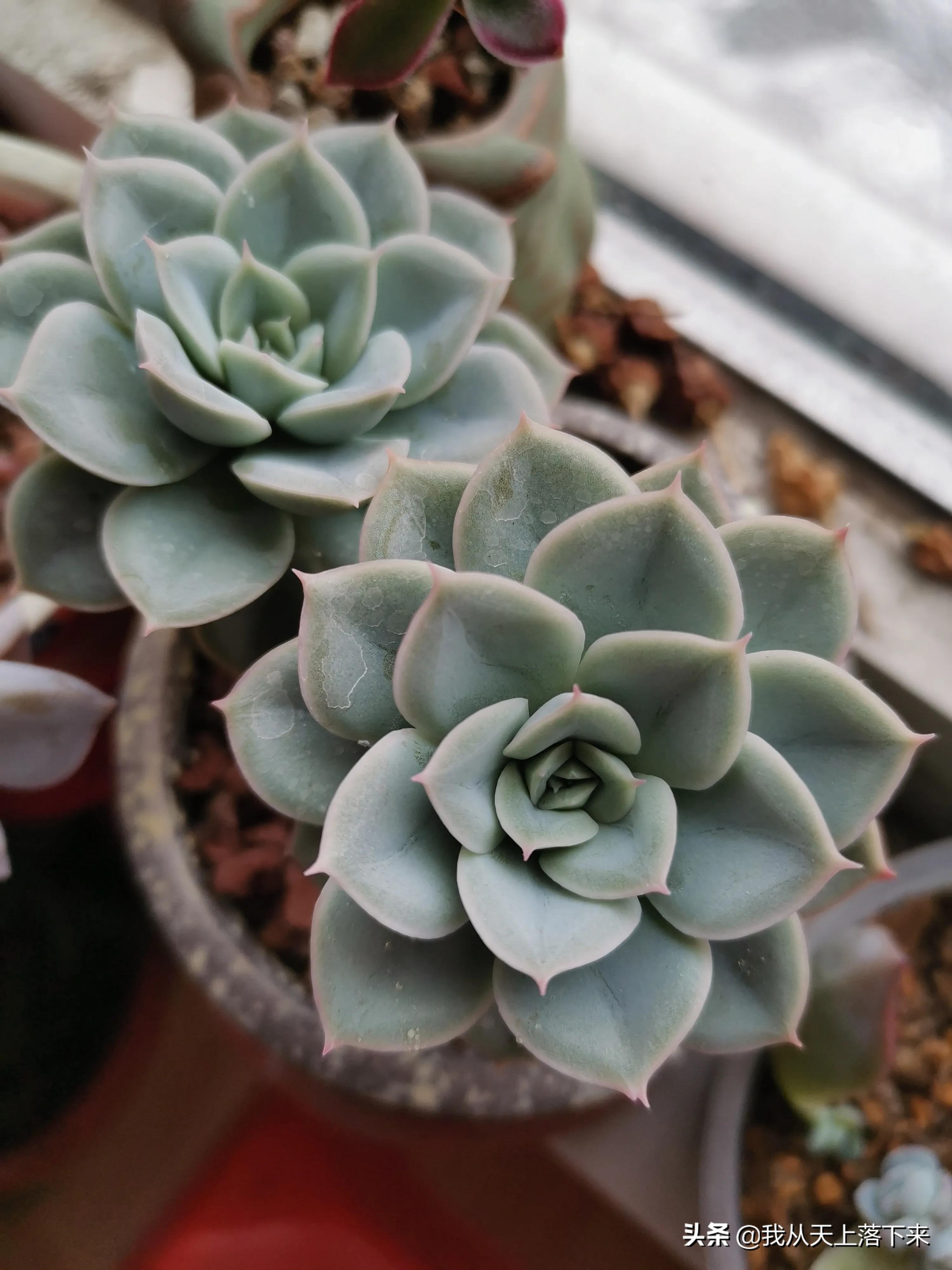 多肉品种及图片大全欣赏,多肉品种辨别图片大全欣赏