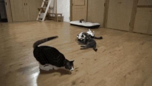 猫咪的腿瘸了可以用什么方法治疗,猫咪没有受伤但是瘸吃什么药