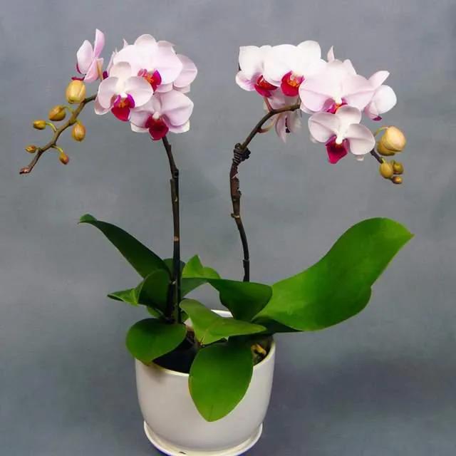 十种最有名的兰花图片,最美的100种兰花图片