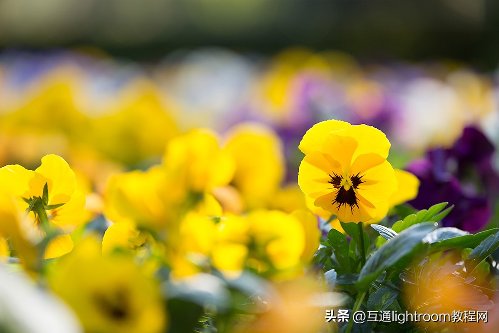 300mm还是500mm长焦镜头,入门级70-300长焦镜头推荐