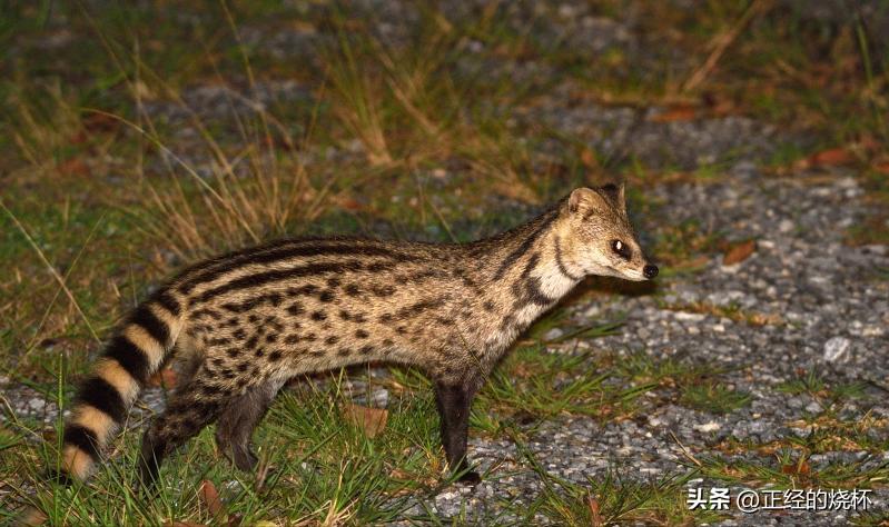 灵猫属于什么猫,长尾灵猫是猫科动物吗