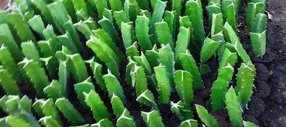 火龙果插枝越长越好吗,火龙果是幼枝插好还是老枝好