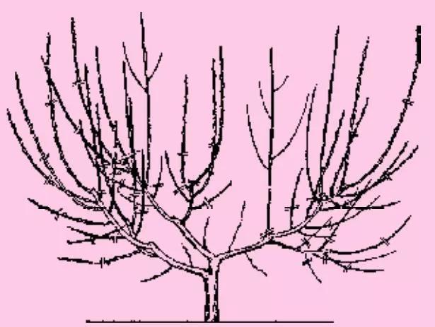 桃树花芽分化后修剪,桃树花芽不多怎么修剪