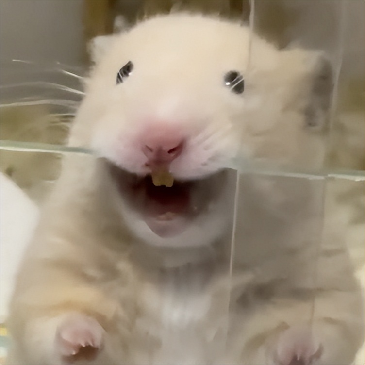 隔壁友商影像旗舰一台接一台，小米呢？