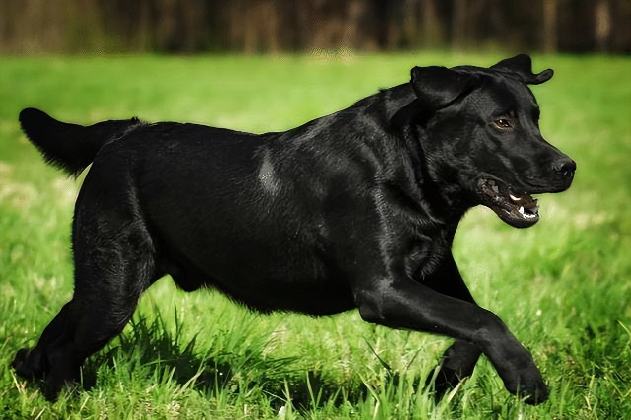 黑色拉布拉多和金毛哪个好养,农村养黑色拉布拉多