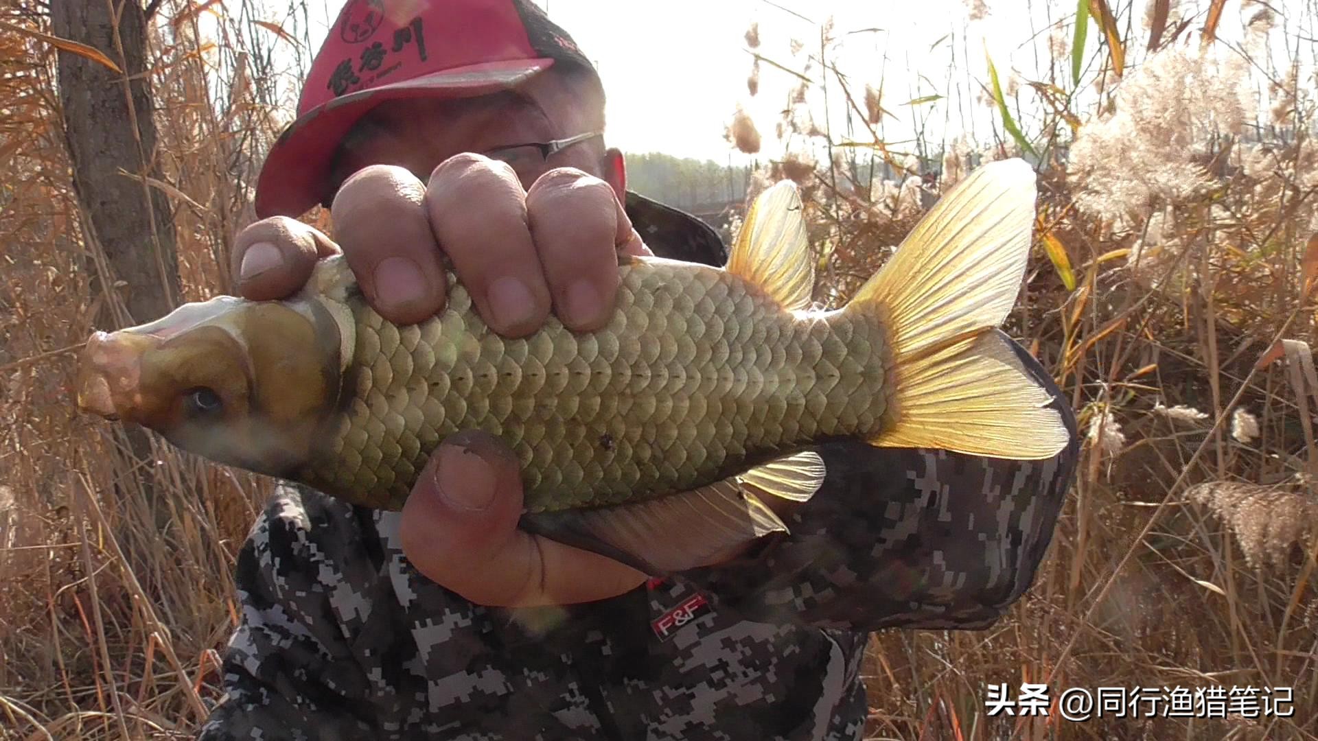 2斤红虫的保存方法,红虫子应该如何保存鲜活