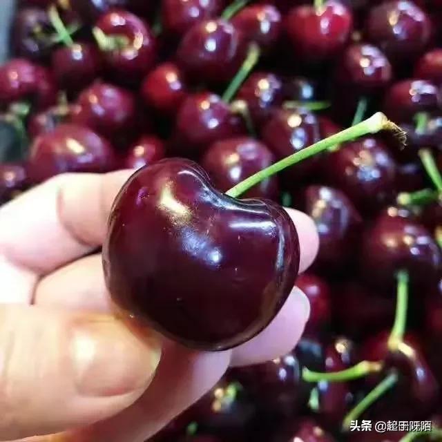 深度讲解塞尔维亚,曾经的塞尔维亚为什么那么强大